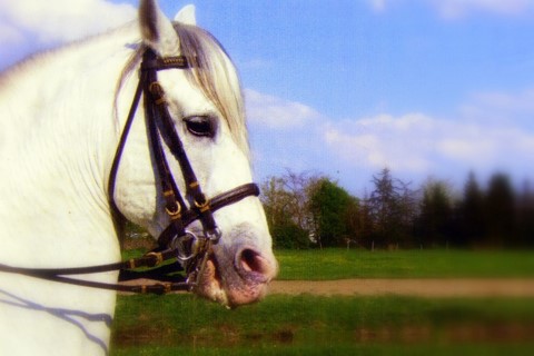 Photo de profil de circassiens