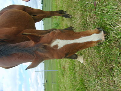 Photo de profil de dingue2cheval