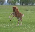 Photo de profil de galoping
