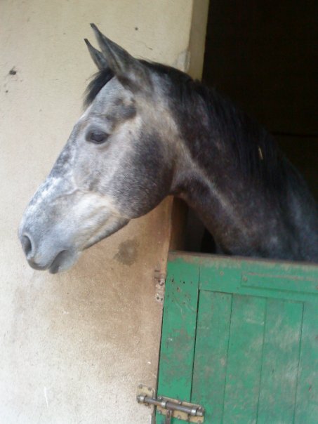 Photo de profil de gostrider46