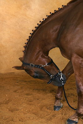 Photo de profil de jumelo