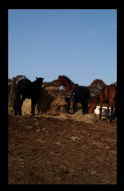 Photo de profil de linounette