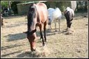 Photo de profil de love-horses77