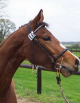 Photo de profil de orpheedulot