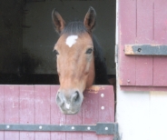 Photo de profil de pepin