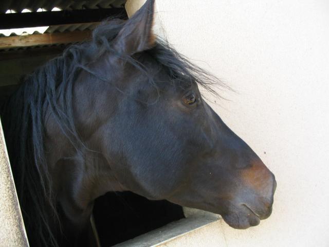 Photo de profil de pony-love