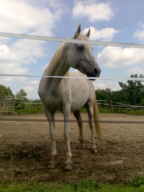 Photo de profil de arabian