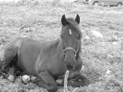 Photo de profil de attila975