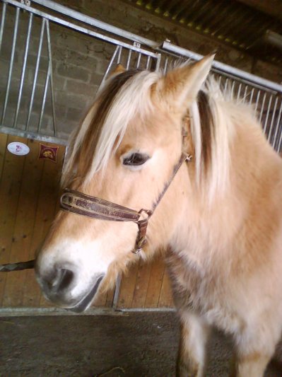 Photo de profil de brillantine