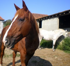 Photo de profil de h--orseee