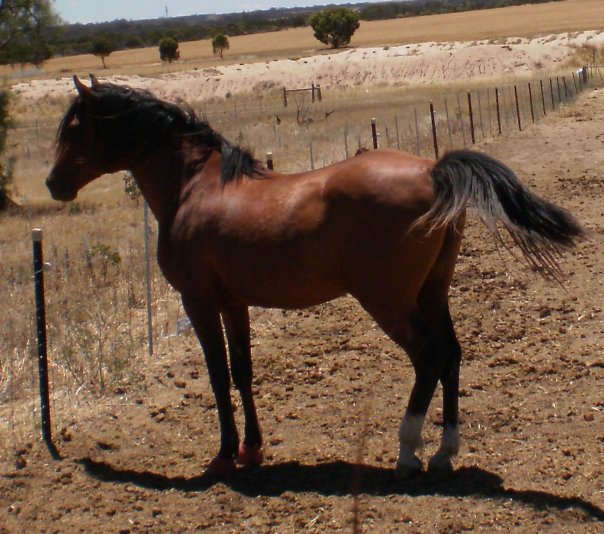 Photo de profil de harlequin