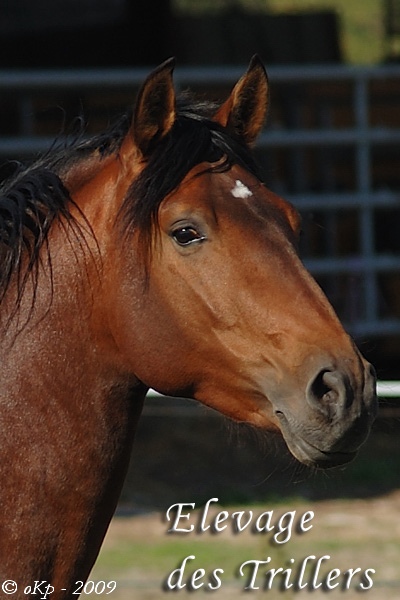 Photo de profil de iberique