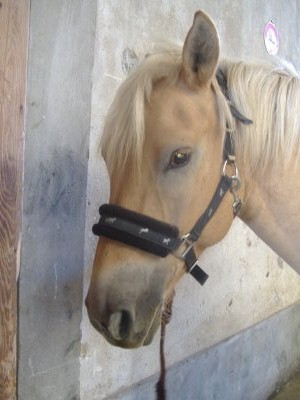 Photo de profil de la-cavaliere-la