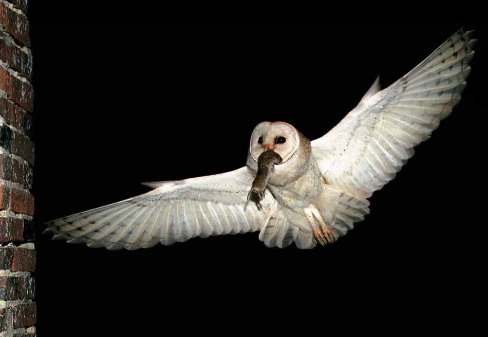 Photo de profil de nattfudd_j666