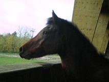 Photo de profil de pawliine