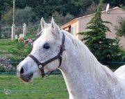 Photo de profil de saracheval