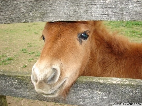 Photo de profil de lilyilovehorse