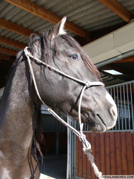 Photo de profil de sib74