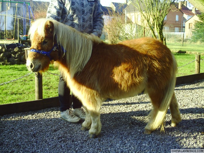 Photo de profil de poneys02380