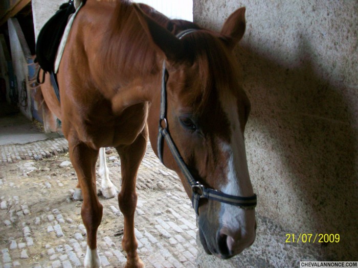 Photo de profil de folleducheval