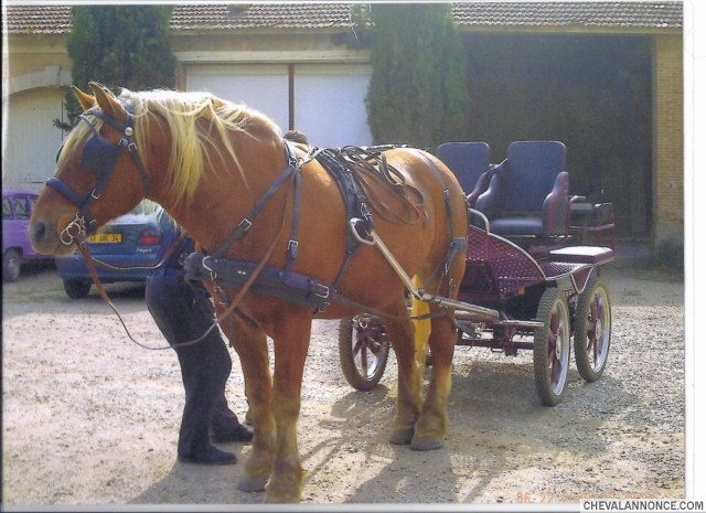Photo de profil de gavroche34