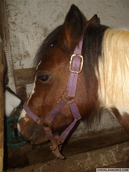 Photo de profil de x_cheval_x