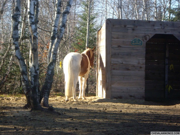 Photo de profil de mustang1505
