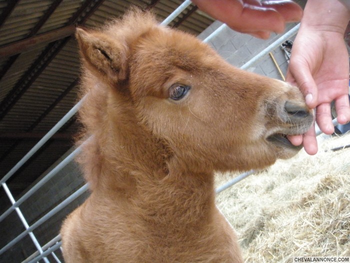 Photo de profil de neskic