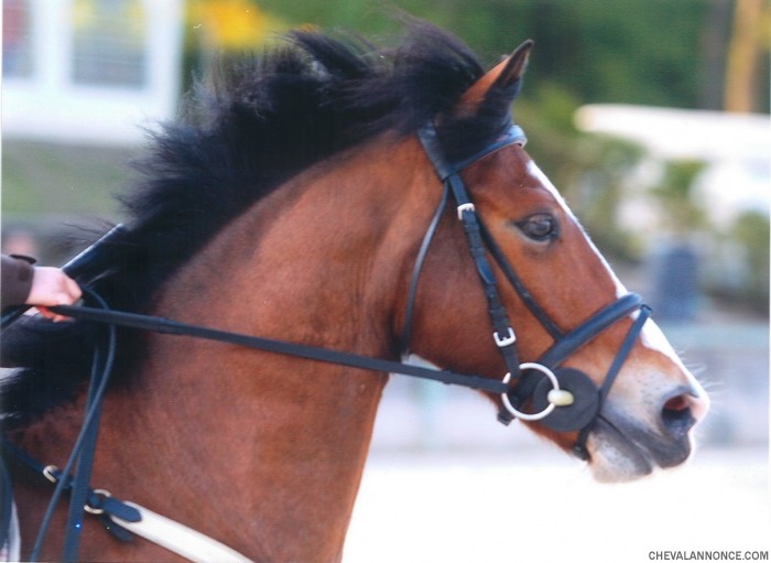 Photo de profil de scivico