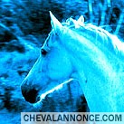 Photo de profil de poneyxpress