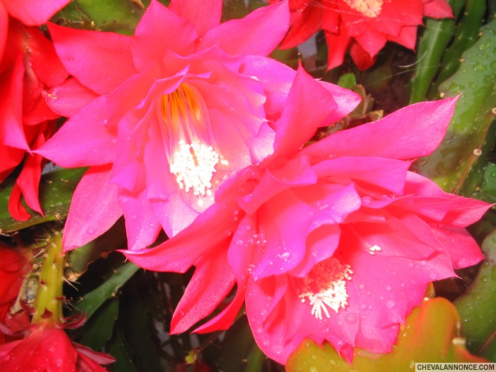 Photo de profil de fifinana