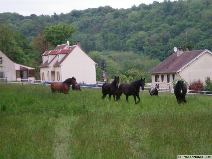 Photo de profil de horsezor
