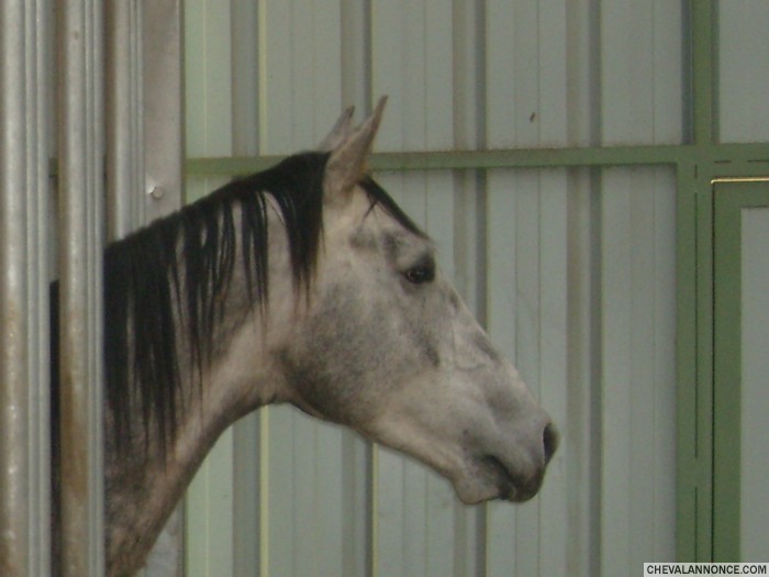 Photo de profil de quercitron