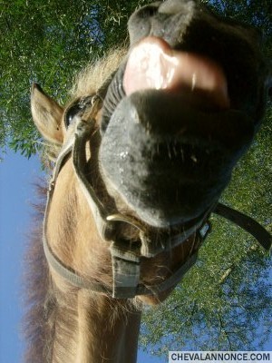 Photo de profil de horse1991
