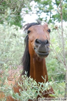 Photo de profil de amazone83