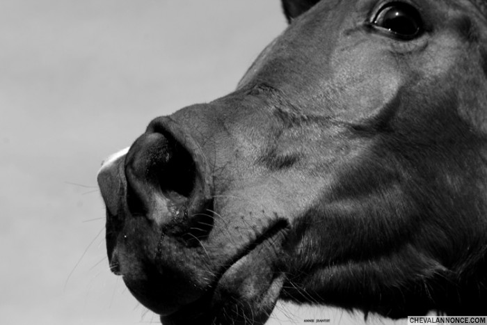 Photo de profil de nicnouc4