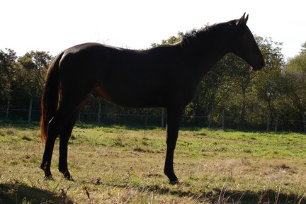 Photo de profil de almadeus