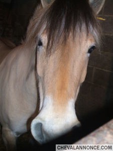 Photo de profil de misscheval59