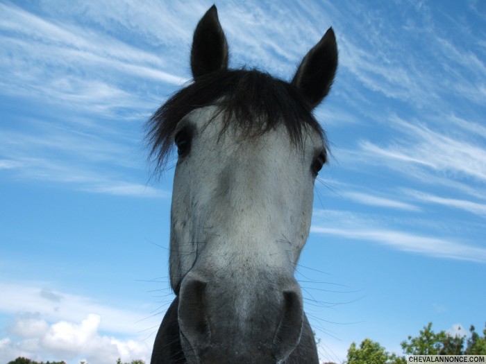 Photo de profil de vulkanne