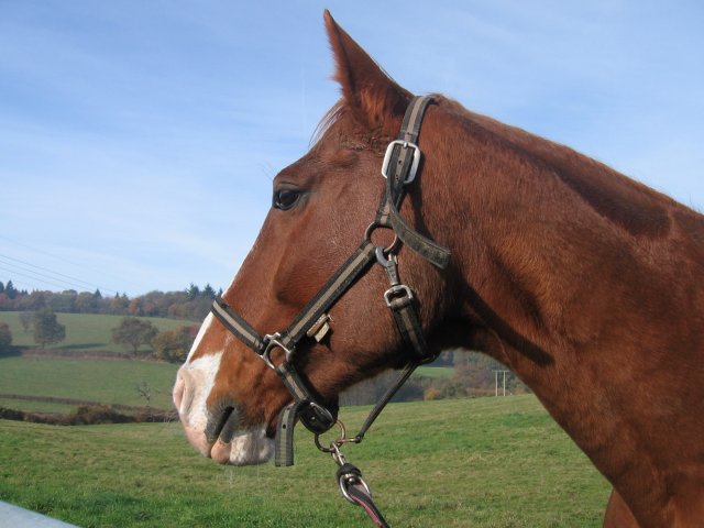 Photo de profil de clem-horse