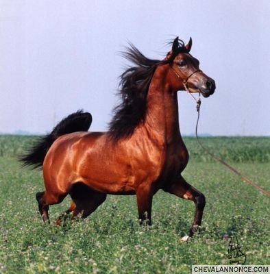 Photo de profil de cheval_forever