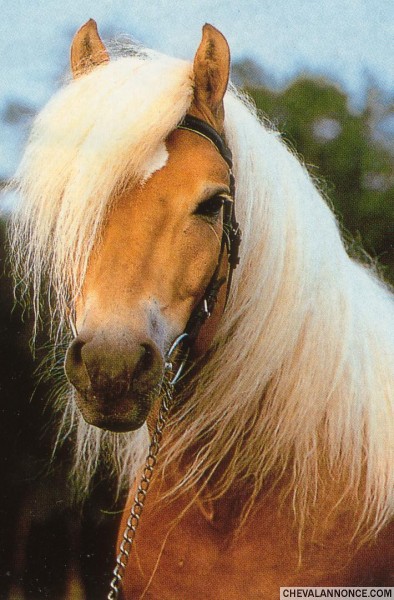 Photo de profil de elom3