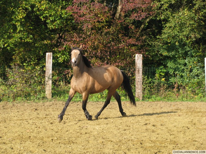 Photo de profil de pension.chevaux