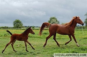 Photo de profil de lyre-endurance