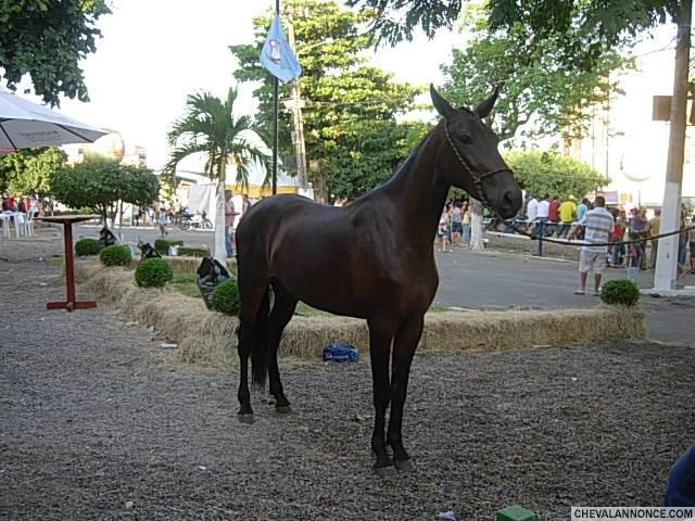 Photo de profil de equito