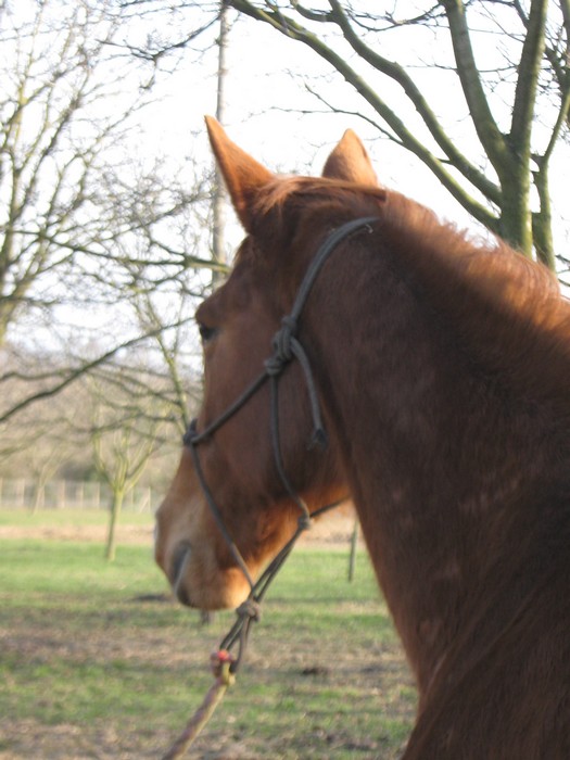 Photo de profil de flocotte