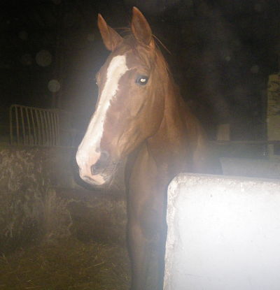 Photo de profil de gladysdeschamps