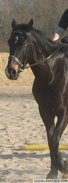 Photo de profil de quisling