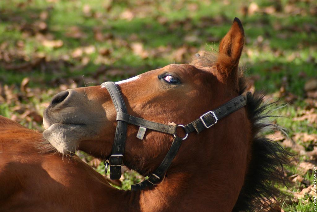 Photo de profil de horsewinner