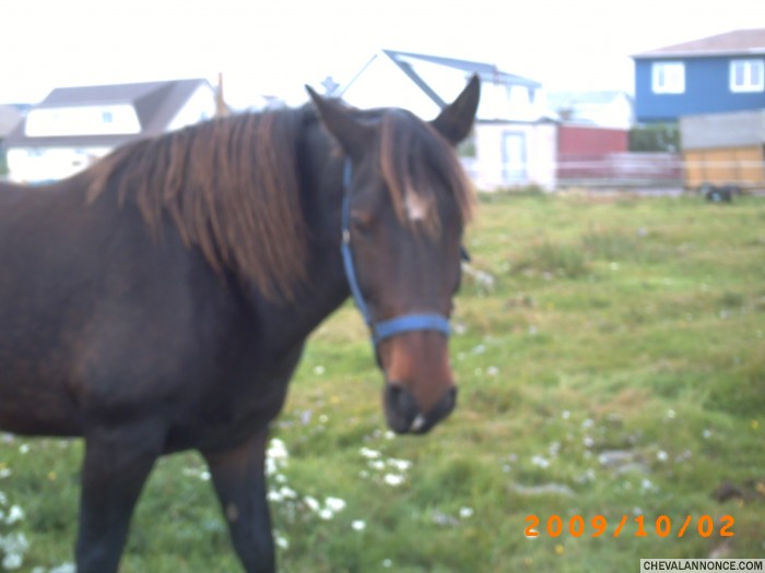 Photo de profil de chevauxspm